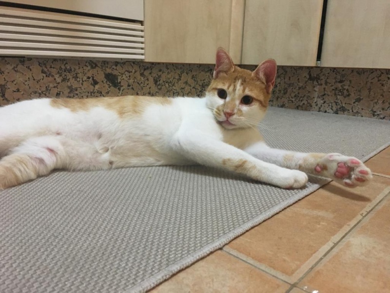 Foto Merlín