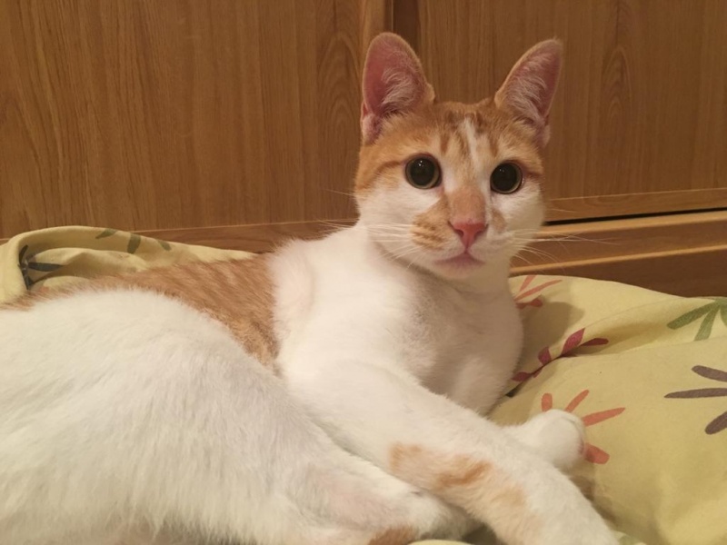 Foto Merlín