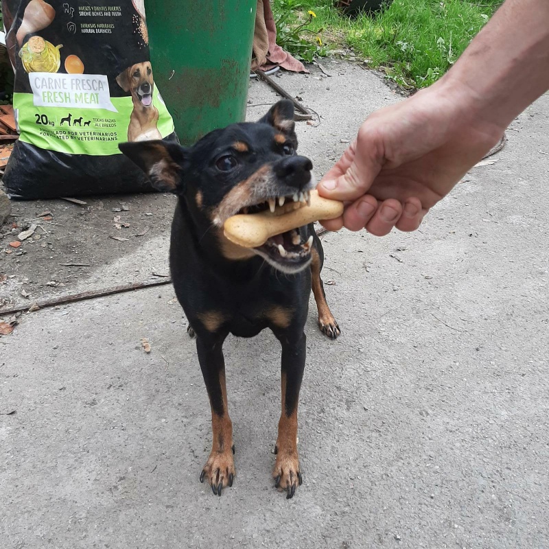 Foto Rocky