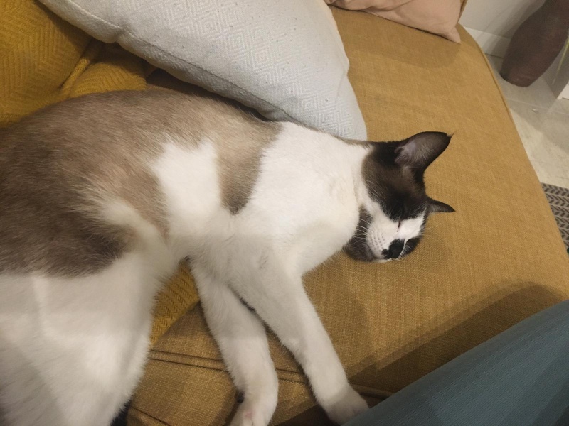 Foto Paquita