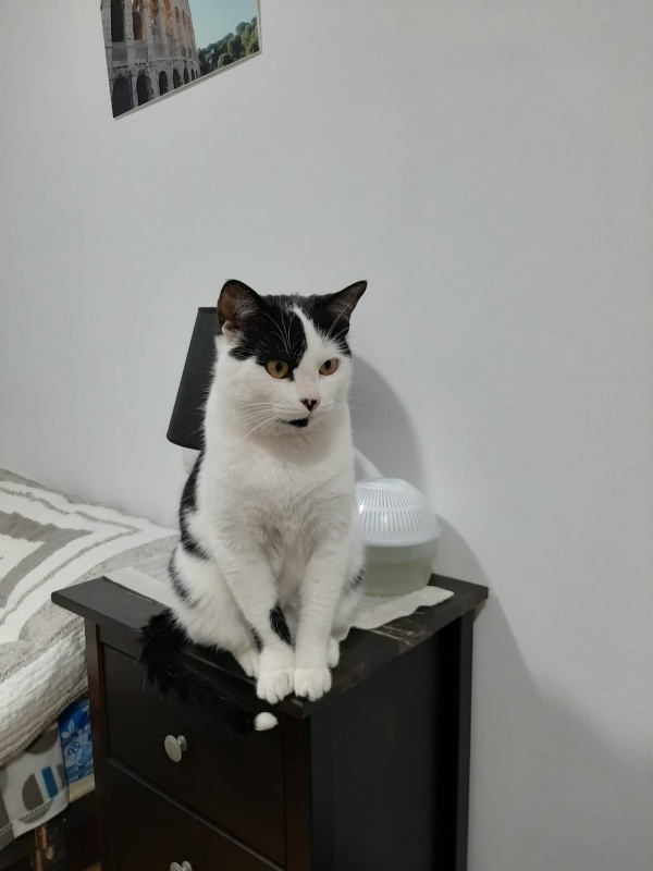 Foto Nico