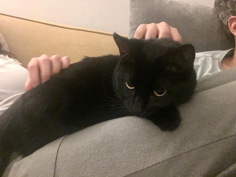 Foto Sofi
