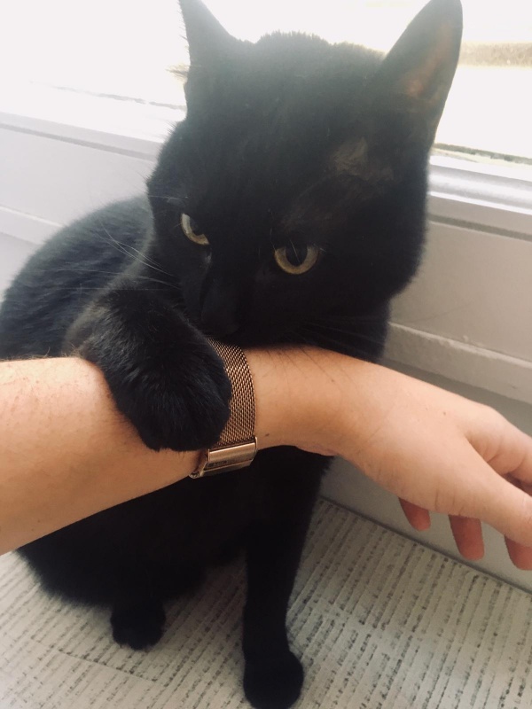 Foto Sofi
