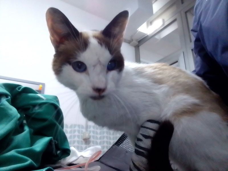 Foto Brownie