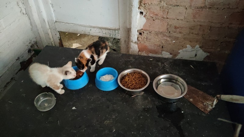 Foto Gatitos y más gatitos