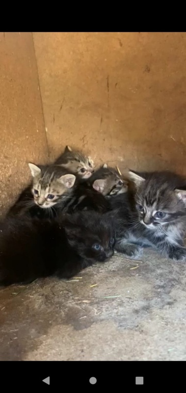 Foto Gatitos y más gatitos