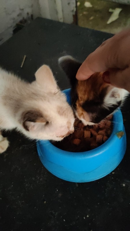 Foto Gatitos y más gatitos