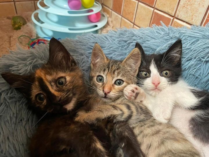 Foto SURI, LILLI Y OREO