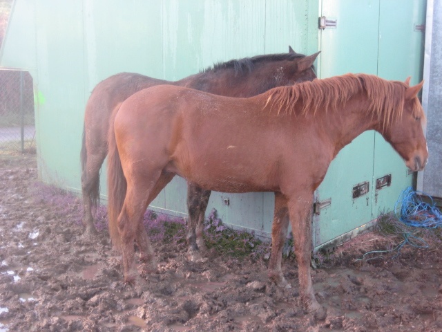 Foto Trueno