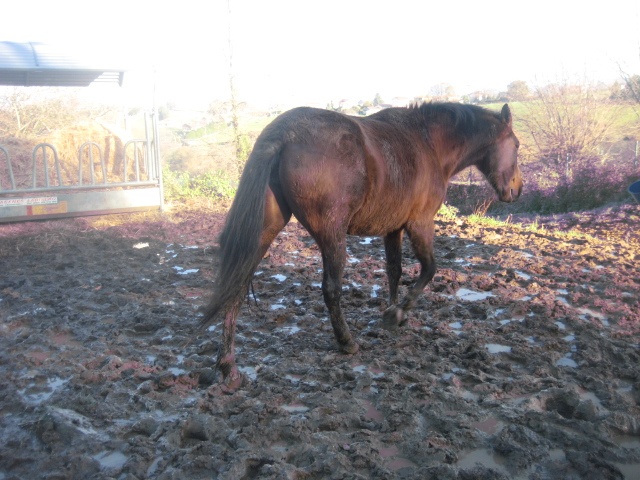 Foto Cahoba