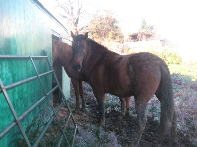Foto Cahoba
