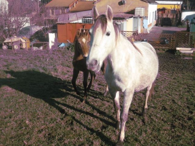 Foto Shayla