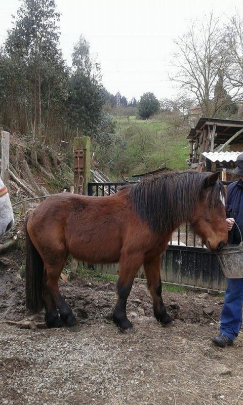 Foto Josín