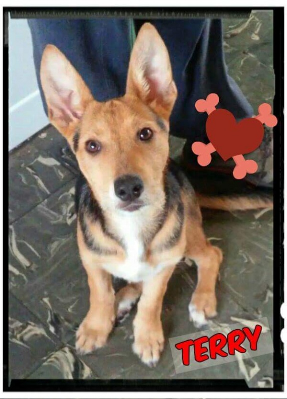 Foto Terry