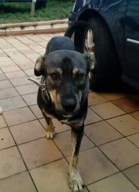 Foto Leo