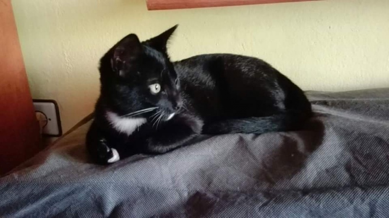 Foto Calcetines