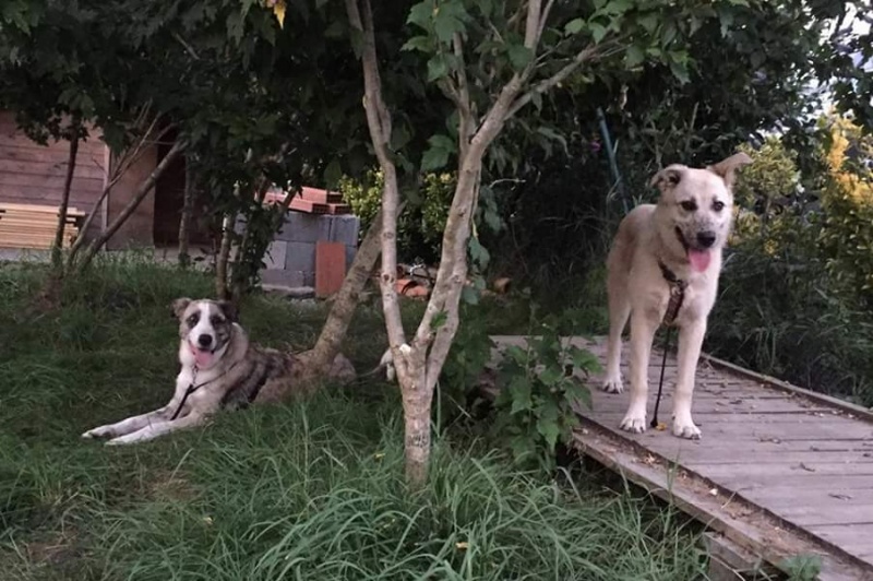 Foto Luna 