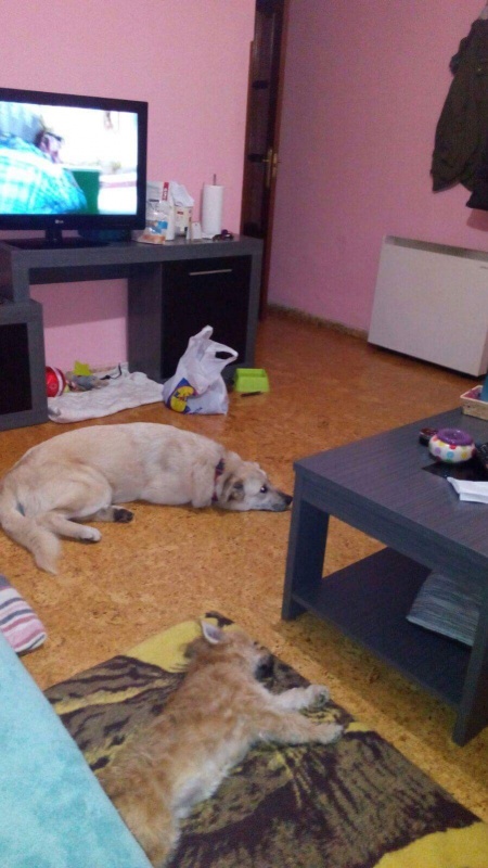 Foto Luna 