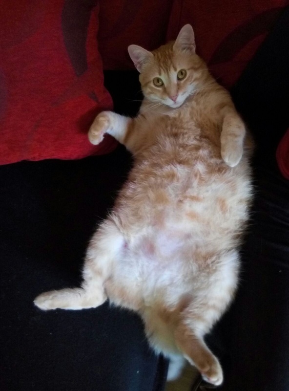Foto Kobu