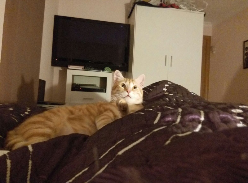 Foto Kobu