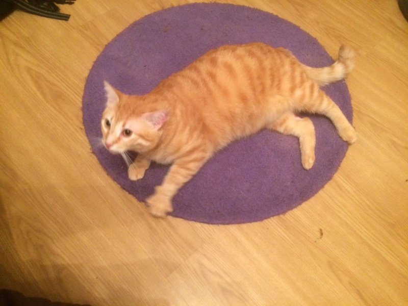Foto Kobu