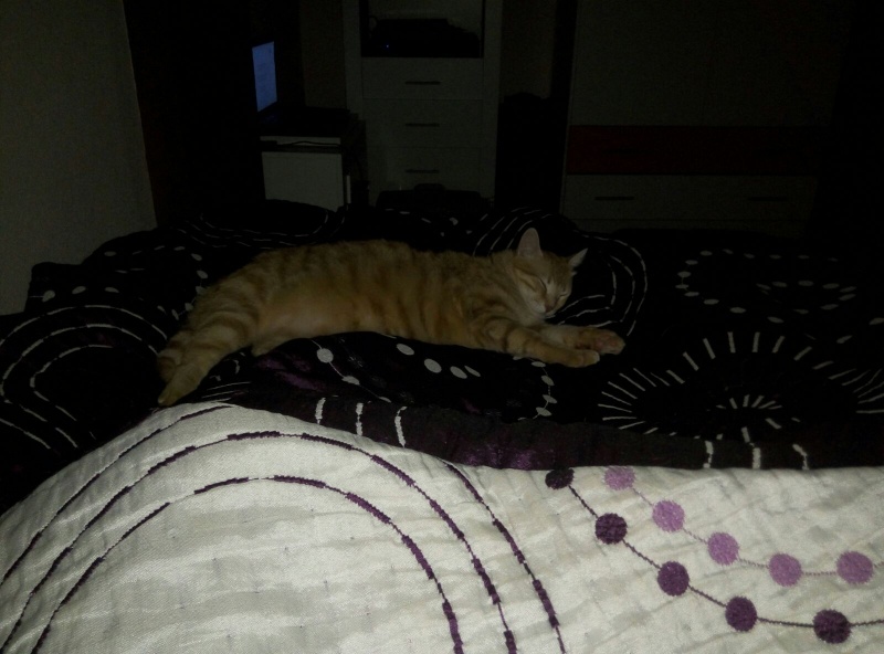 Foto Kobu