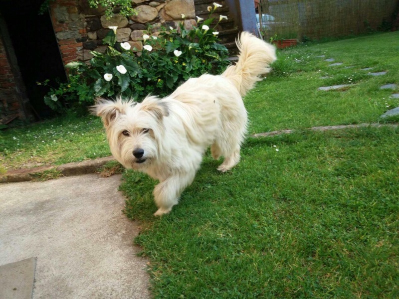 Foto Milou