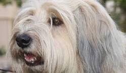 Foto Milou