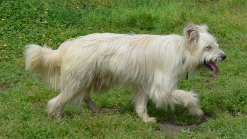 Foto Milou