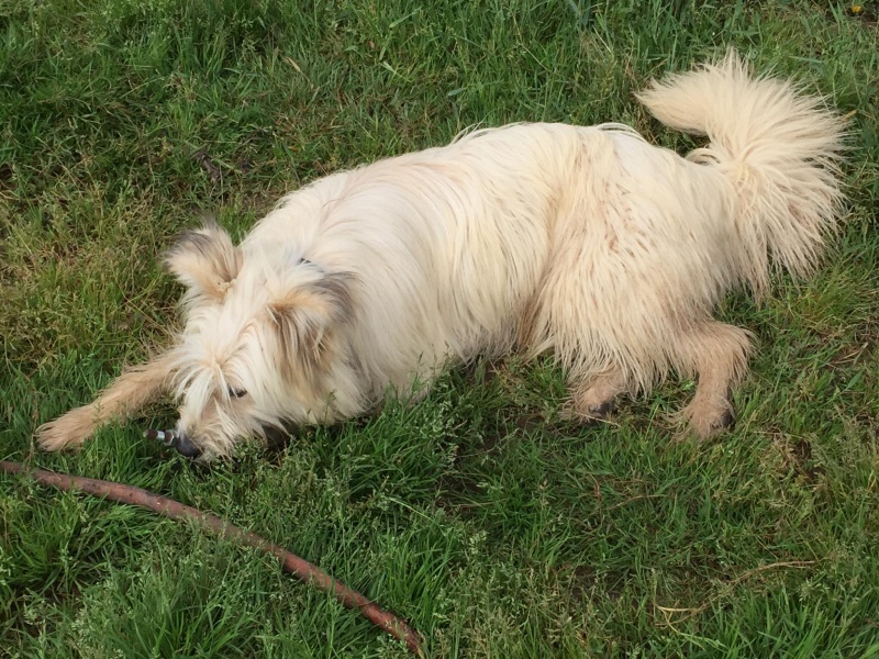 Foto Milou
