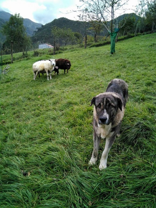 Foto Thor