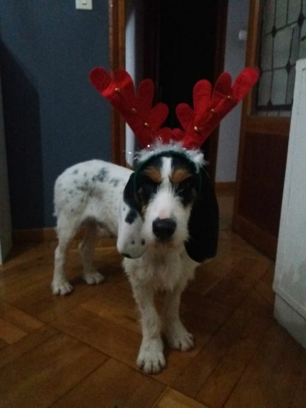 Foto Bosco