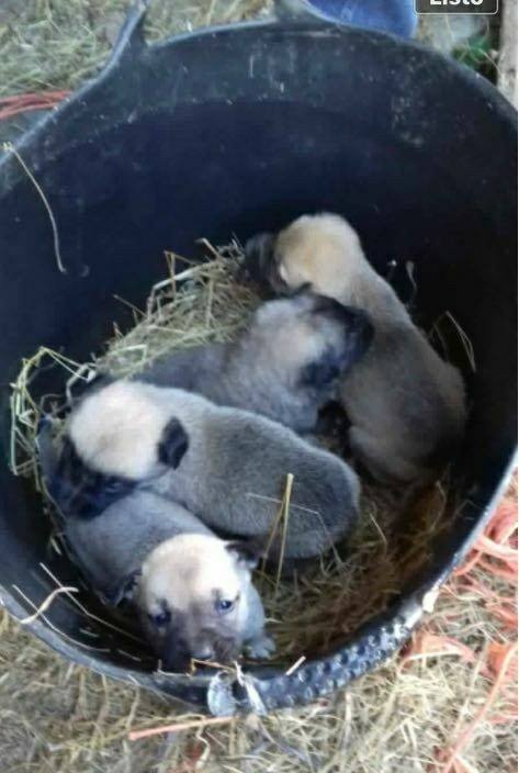 Foto 4 cachorros