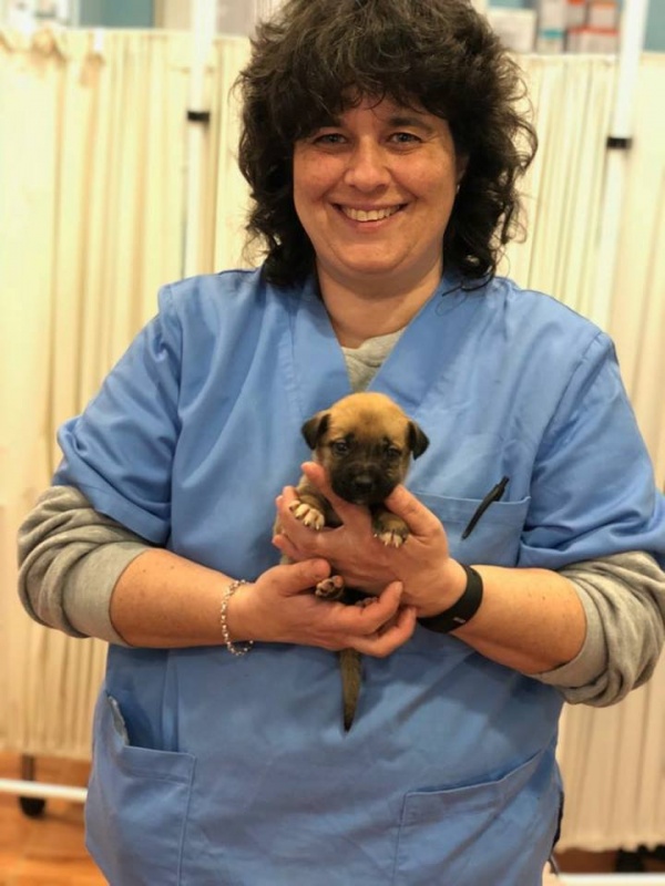 Foto 4 cachorros