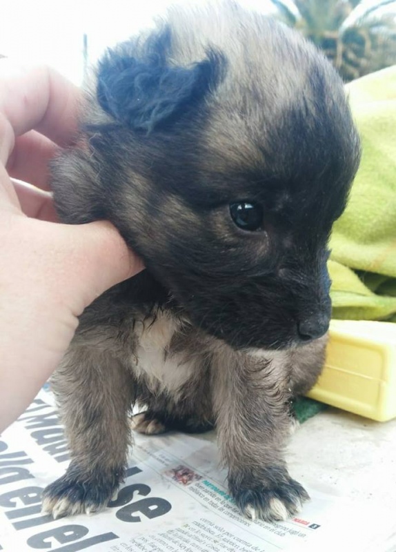 Foto 4 cachorros