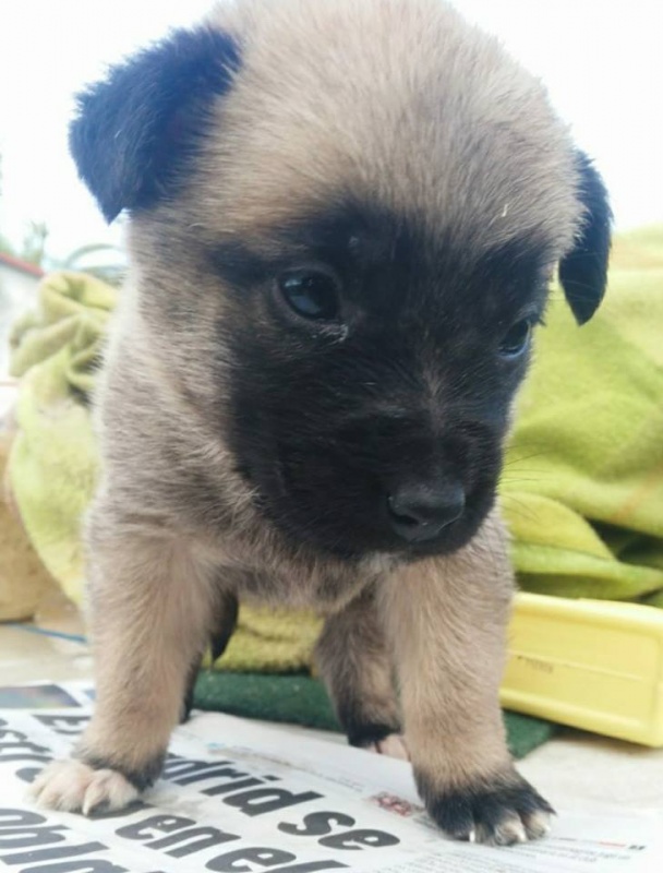 Foto 4 cachorros
