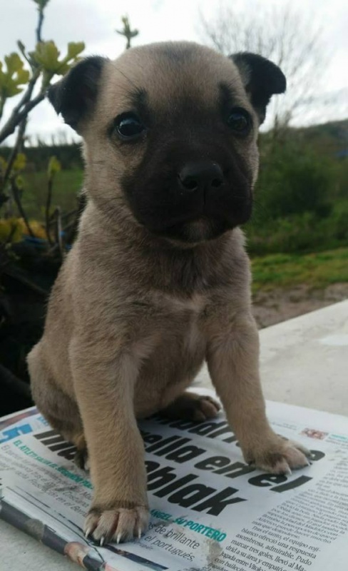 Foto 4 cachorros