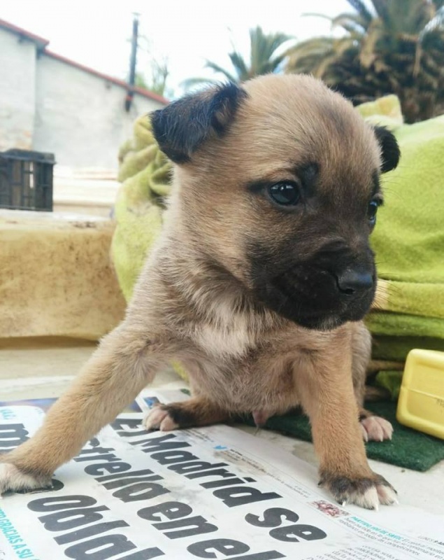 Foto 4 cachorros