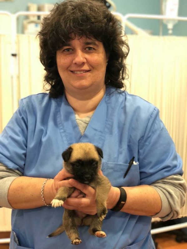 Foto 4 cachorros