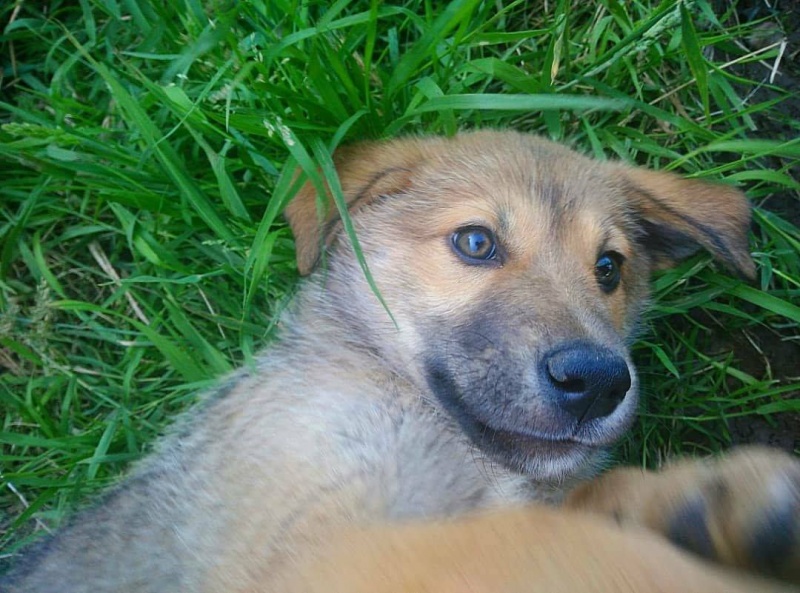 Foto 4 Cachorros