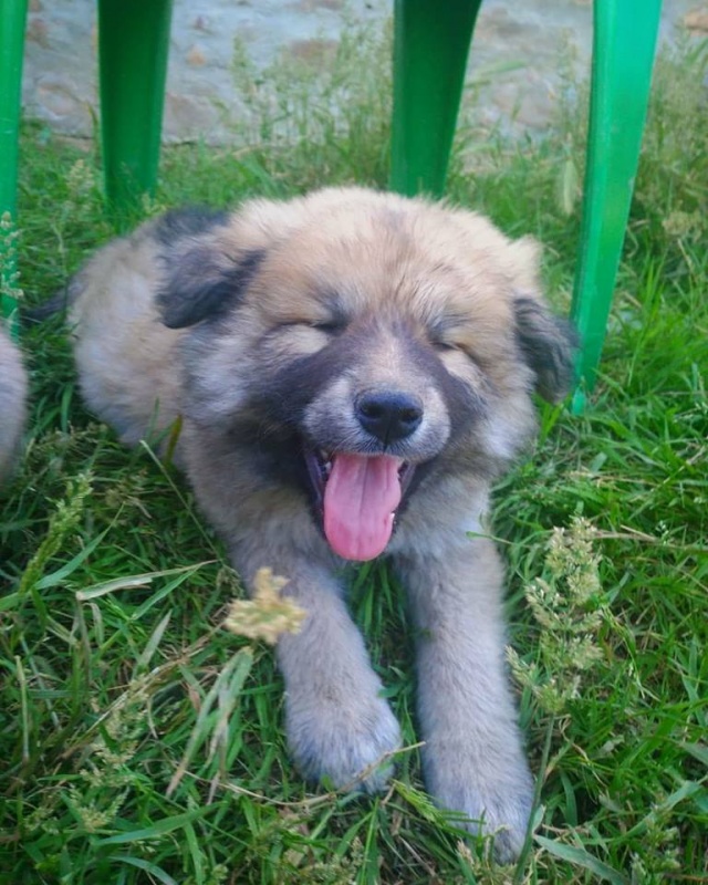 Foto 4 Cachorros