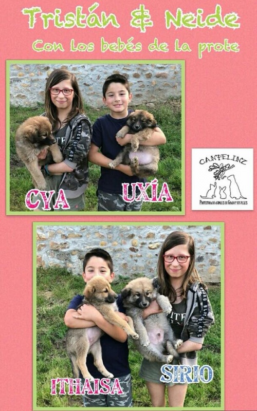 Foto 4 Cachorros