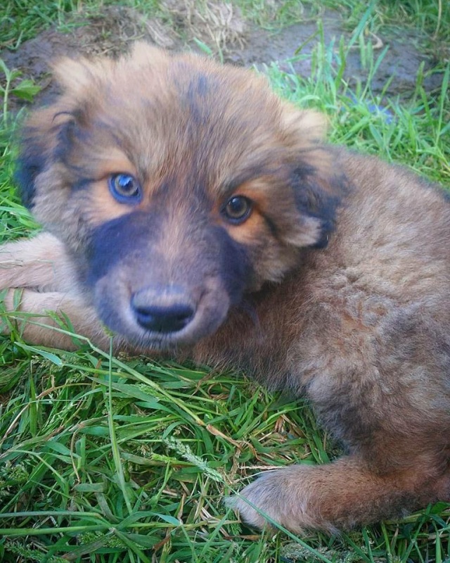 Foto 4 Cachorros