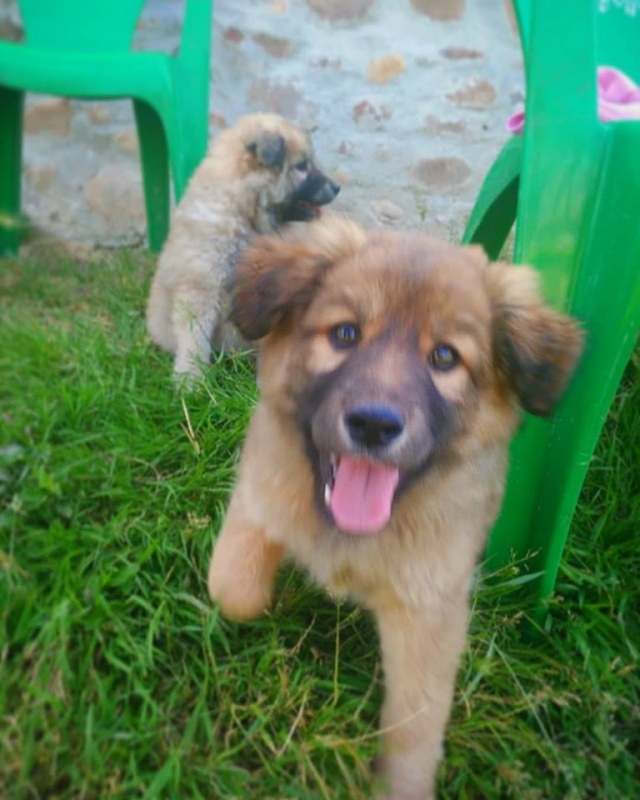 Foto 4 Cachorros