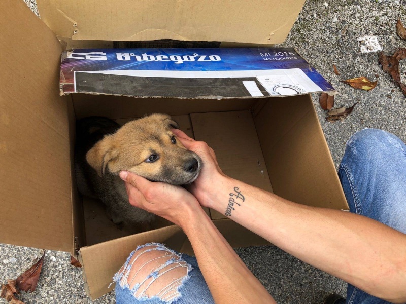 Foto 4 Cachorros