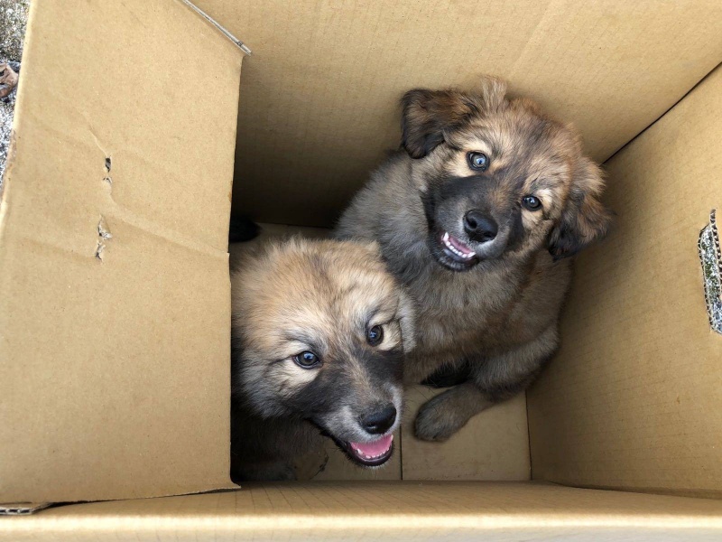 Foto 4 Cachorros