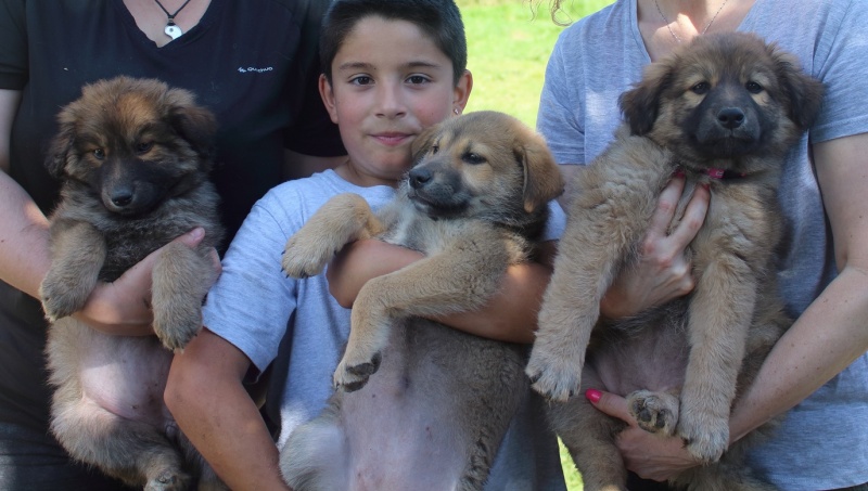 Foto 4 Cachorros