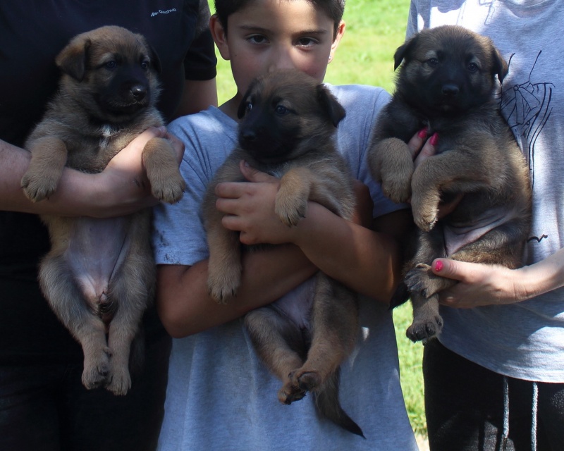 Foto 5 cachorros en adopción