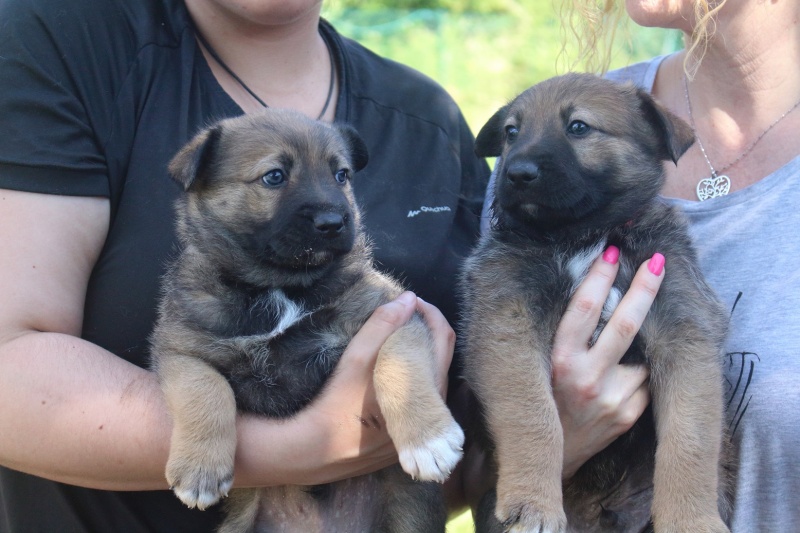 Foto 5 cachorros en adopción