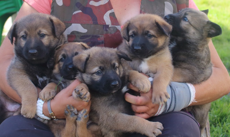 Foto 5 cachorros en adopción